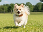 Dog Collars