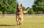 Dog Collars