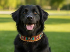 Dog Collars