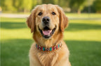 Dog Collars