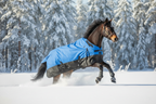 Horse from front-right angle in Siberian winter