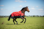 Horse running in a field wearing a red and black rug