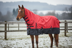 Tall horse wearing red and black blanket